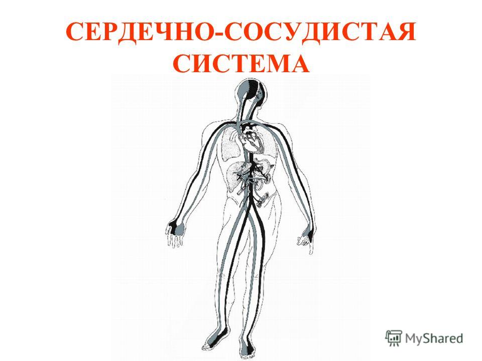 Презентация работа сердечно сосудистой системы