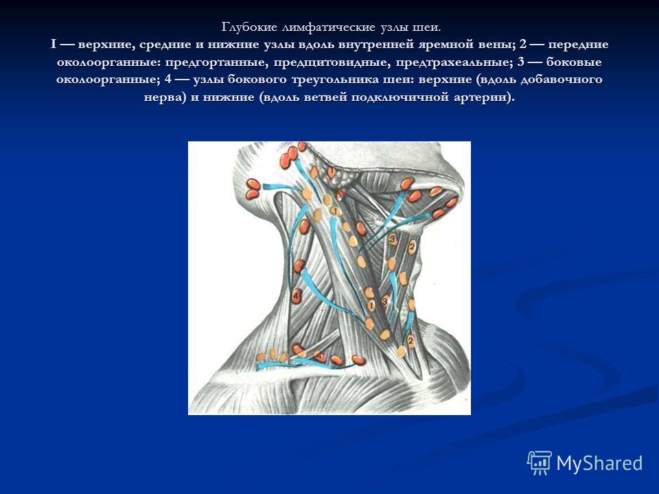 Где Находится Лимфоузлы На Шее Человека Фото Где Находится Лимфоузлы На Шее Человека Фото