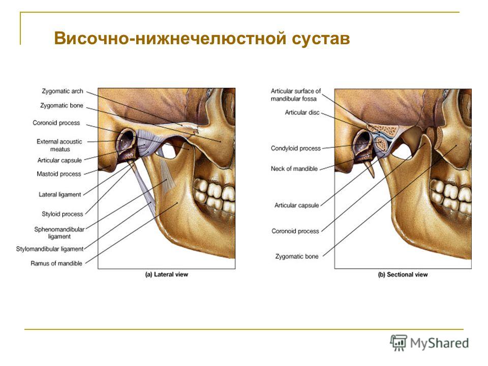 возрастные особенности патологии височно-нижнечелюстного сустава и жевательных мышц возрастные особенности патологии височно-нижнечелюстного сустава и жевательных мышц