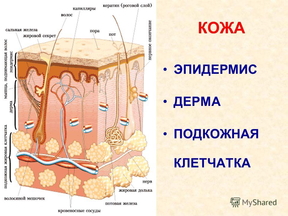Грибок ногтей на ногах заразно