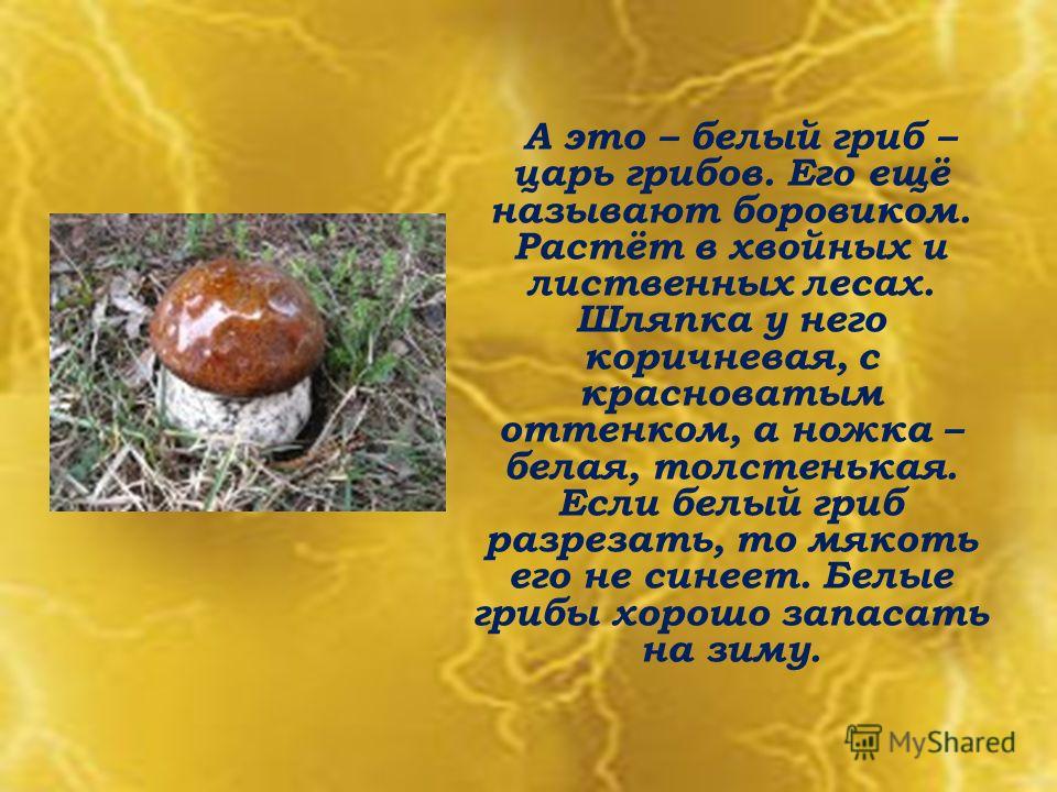А это – белый гриб – царь грибов. Его ещё называют боровиком. Растёт в хвойных и лиственных лесах. Шляпка у него коричневая, с красноватым оттенком, а ножка – белая, толстенькая. Если белый гриб разрезать, то мякоть его не синеет. Белые грибы хорошо 