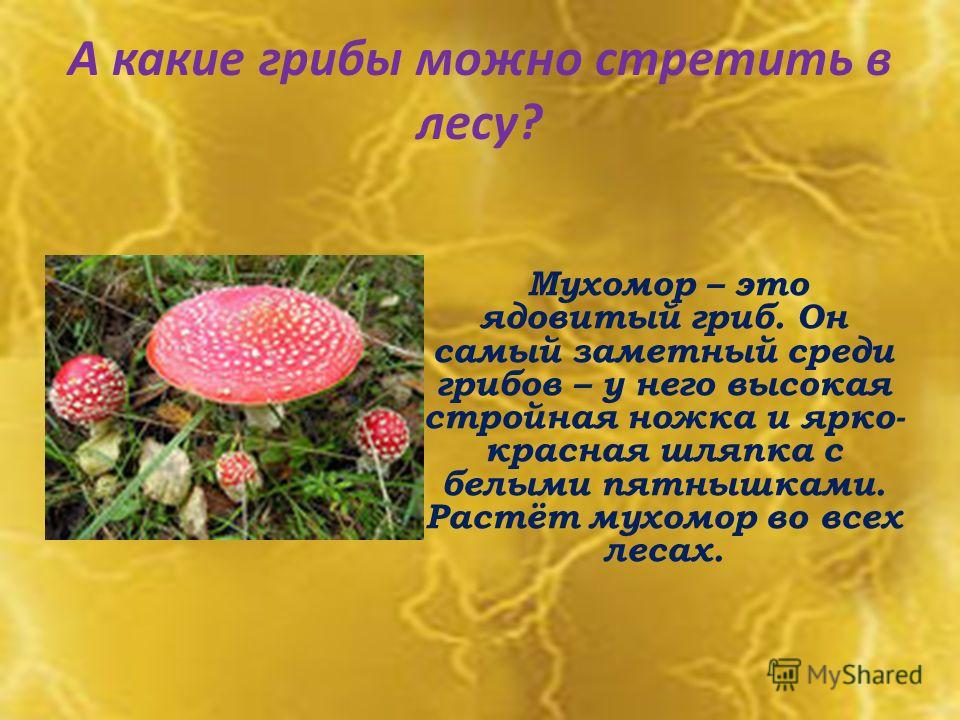 А какие грибы можно стретить в лесу? Мухомор – это ядовитый гриб. Он самый заметный среди грибов – у него высокая стройная ножка и ярко- красная шляпка с белыми пятнышками. Растёт мухомор во всех лесах.
