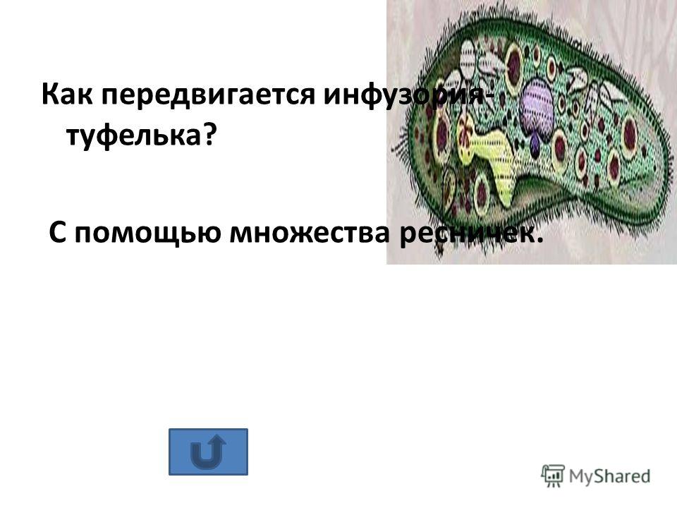 жгутиковые паразиты человека жгутиковые паразиты человека