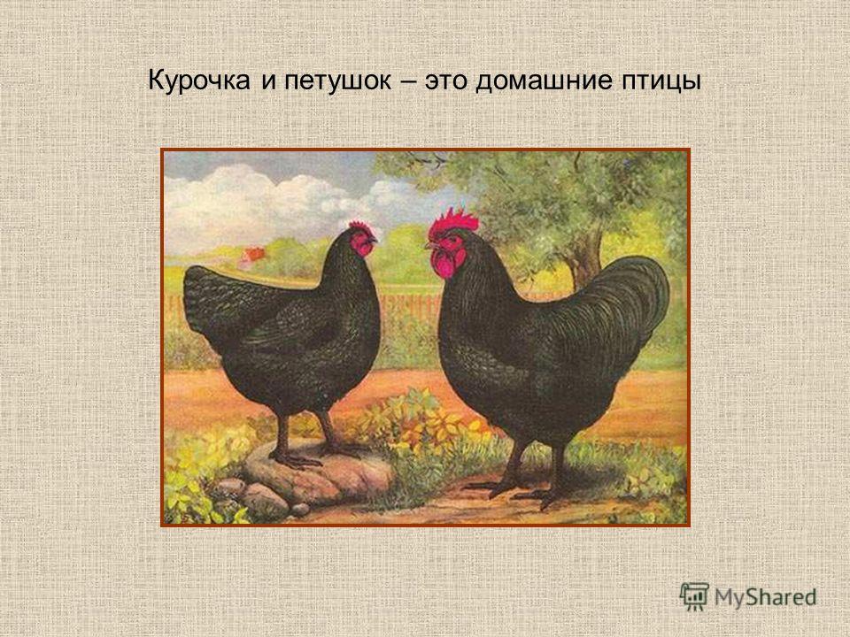 Музыкальная игра с нотами Цыплята