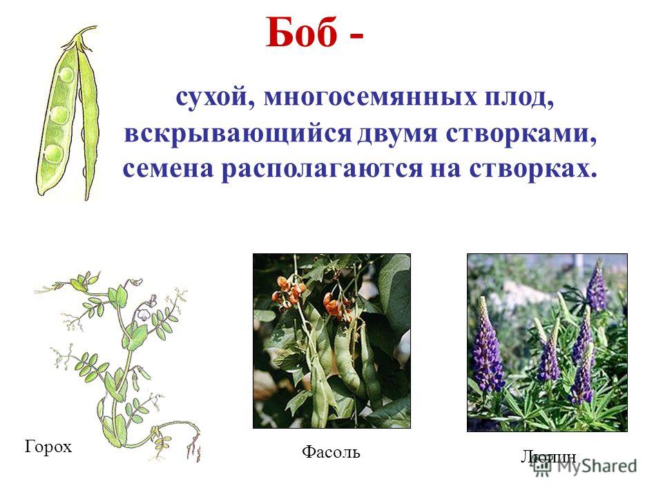 Семена на перегородке Семена на перегородке