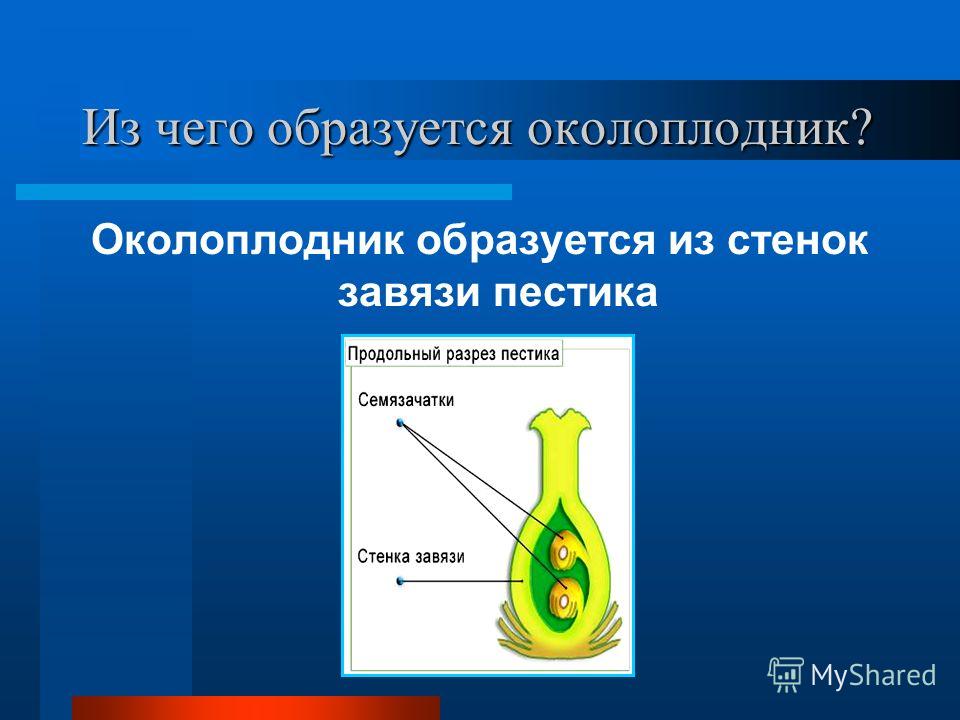 Из завязи образуется плод Из завязи образуется плод