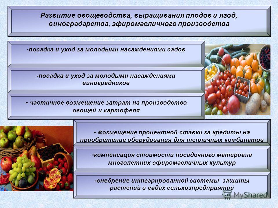 Развитие овощеводства, выращивания плодов и ягод, виноградарства, эфиромасличного производства -посадка и уход за молодыми насаждениями садов -посадка и уход за молодыми насаждениями виноградников - частичное возмещение затрат на производство овощей 