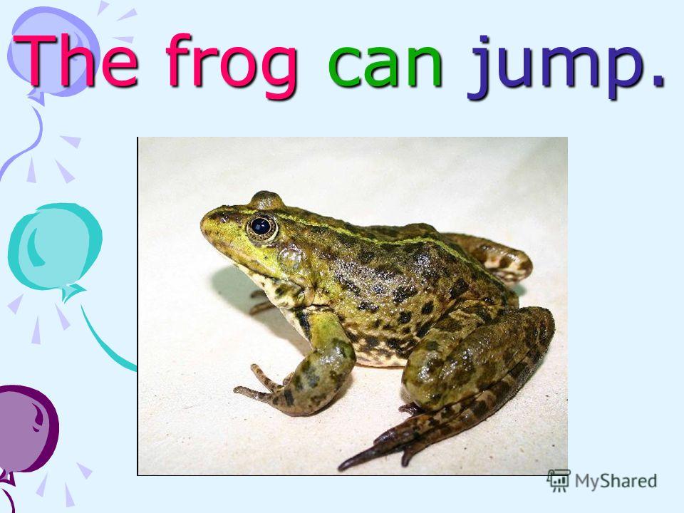 The frog can jump.