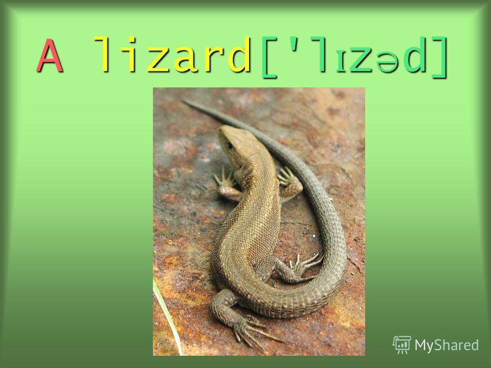 A lizard['l ɪ z ə d]