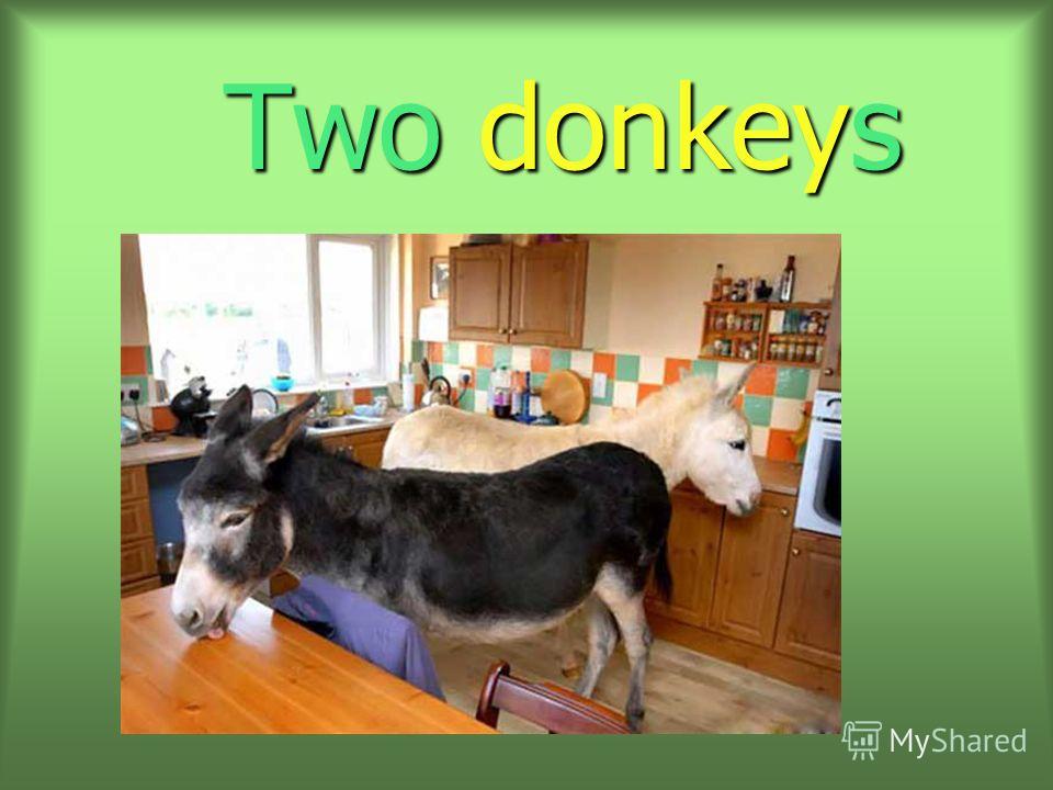 Two donkeys Two donkeys