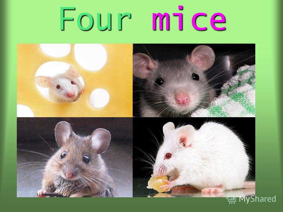 Four mice