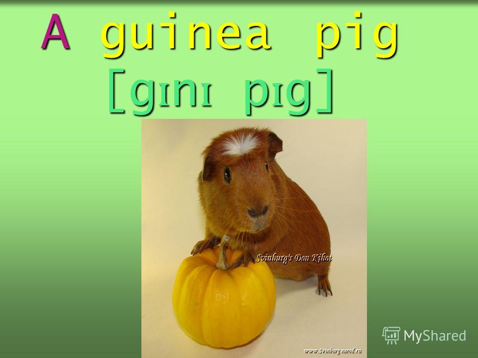 A guinea pig [g ɪ n ɪ p ɪ g]
