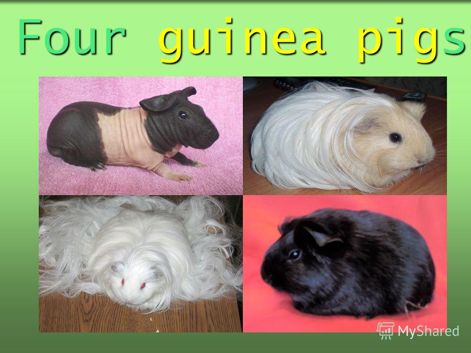 Four guinea pigs