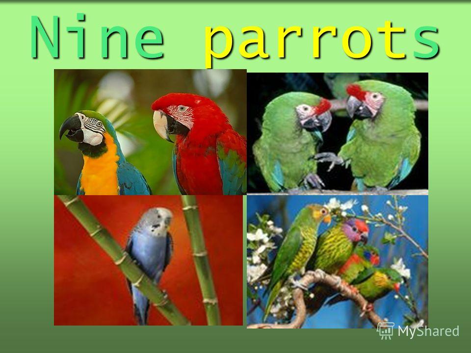 Nine parrots