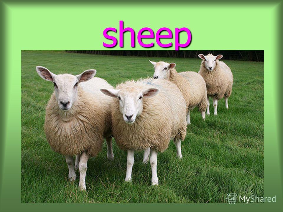 sheep sheep