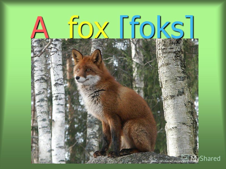 A fox [foks]