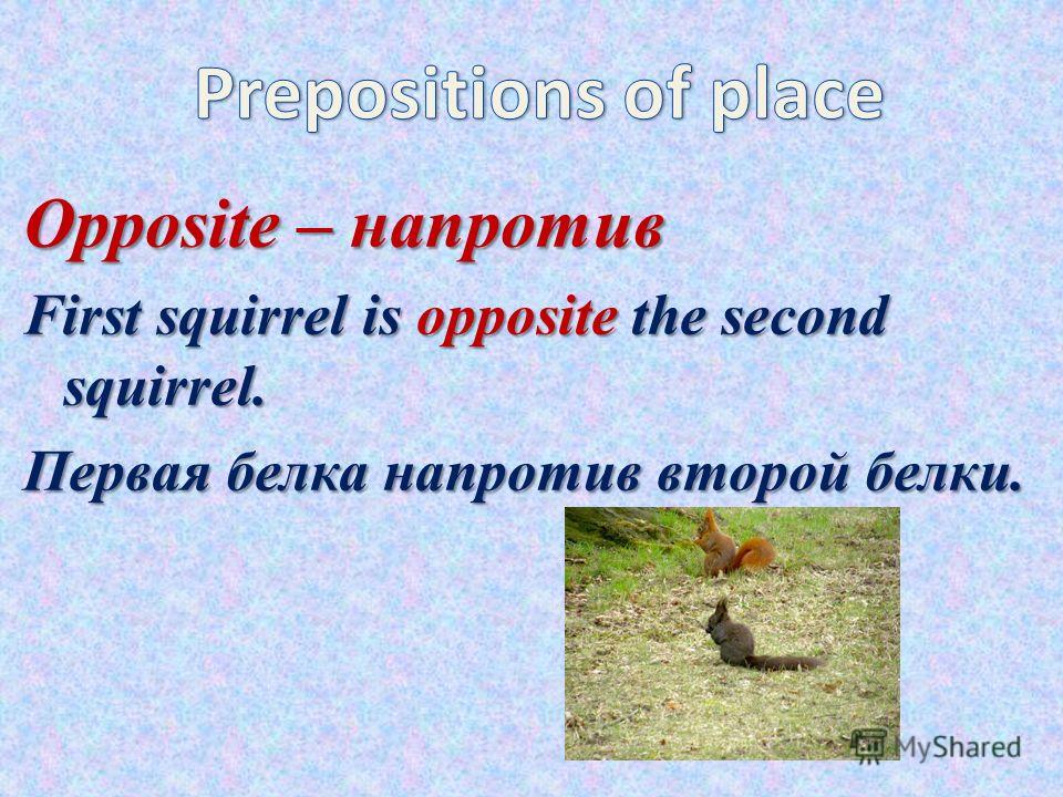 Opposite – напротив First squirrel is opposite the second squirrel. Первая белка напротив второй белки.