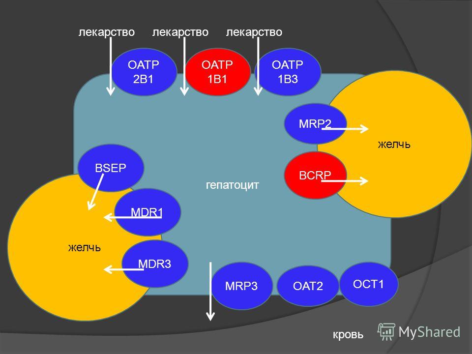 гепатоцит кровь желчь OATP 2B1 OATP 1B1 OATP 1B3 MRP2 BCRP желчь BSEP MDR1 MDR3 MRP3 OAT2 OCT1 лекарство