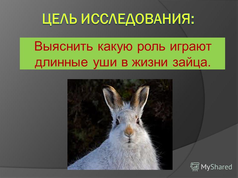 Выяснить какую роль играют длинные уши в жизни зайца.