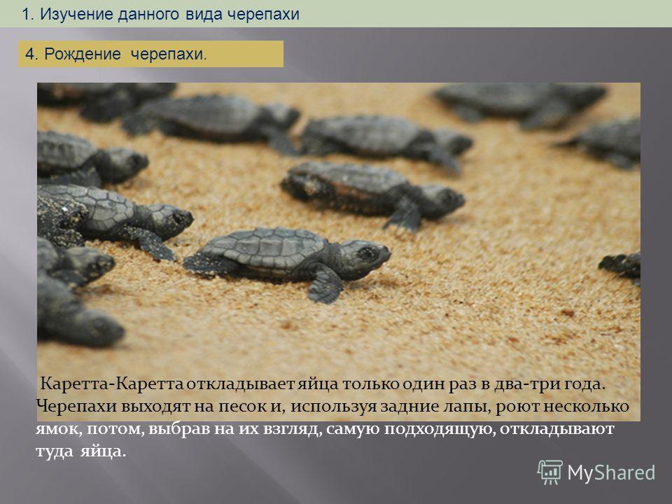 Каретта-Каретта откладывает яйца только один раз в два-три года. Черепахи выходят на песок и, используя задние лапы, роют несколько ямок, потом, выбрав на их взгляд, самую подходящую, откладывают туда яйца. 1. Изучение данного вида черепахи 4. Рожден