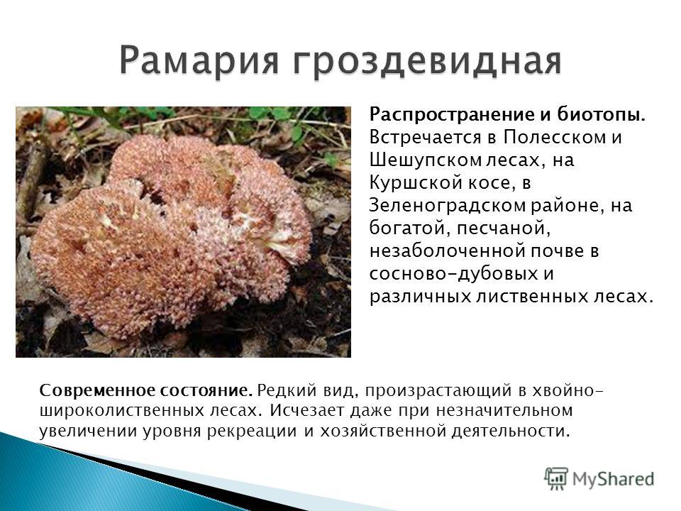 Распространение и биотопы. Встречается в Полесском и Шешупском лесах, на Куршской косе, в Зеленоградском районе, на богатой, песчаной, незаболоченной почве в сосново-дубовых и различных лиственных лесах. Современное состояние. Редкий вид, произрастаю