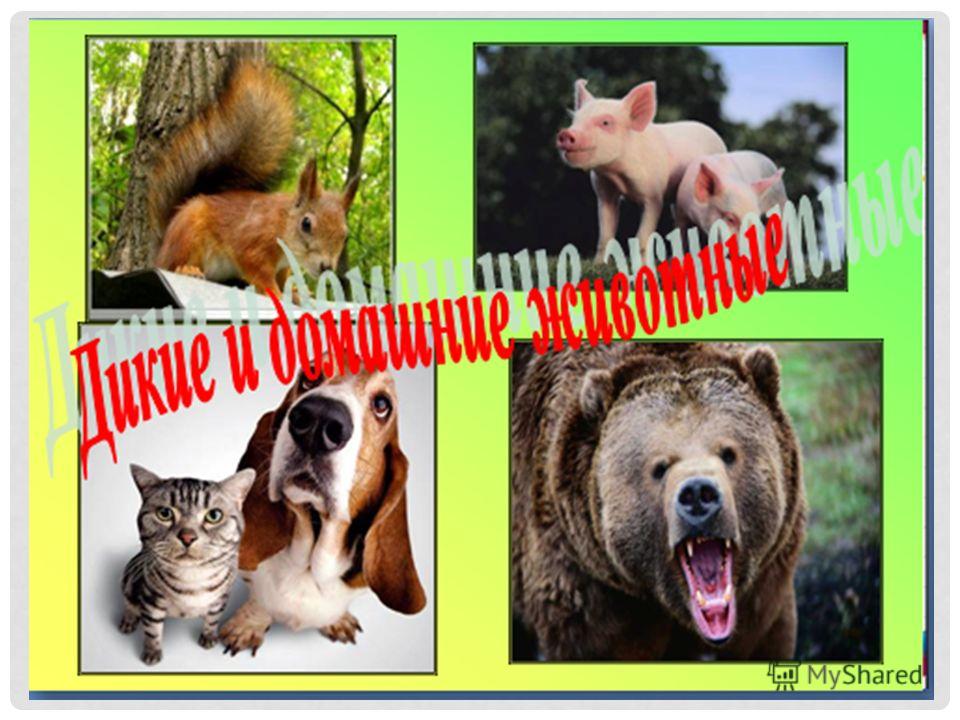 Лендинги животные 6 класс Лендинги животные 6 класс