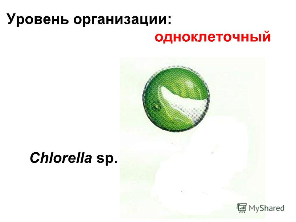 Уровень организации: одноклеточный Сhlorella sp.