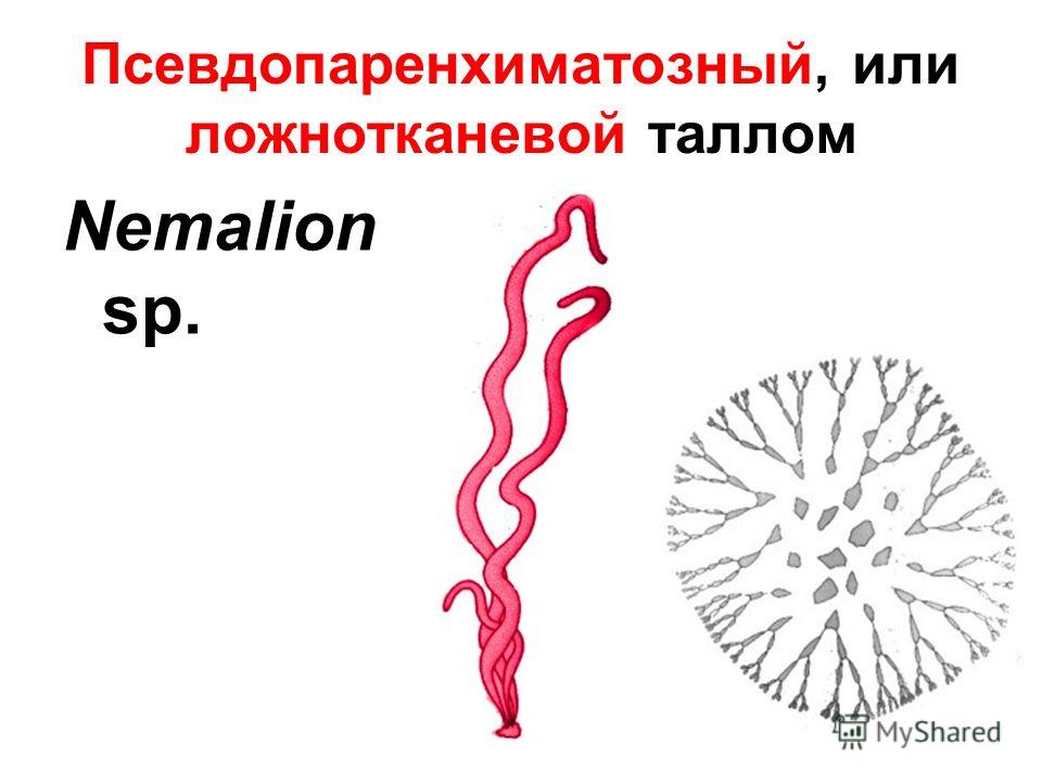 Псевдопаренхиматозный, или ложнотканевой таллом Nemalion sp.