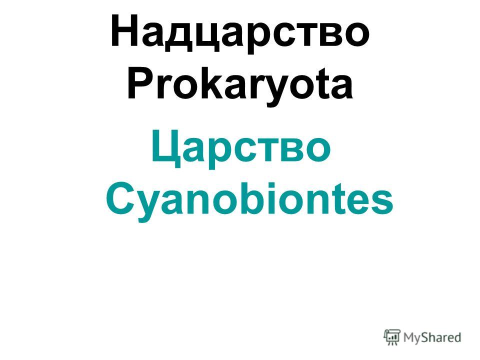 Надцарство Prokaryota Царство Cyanobiontes