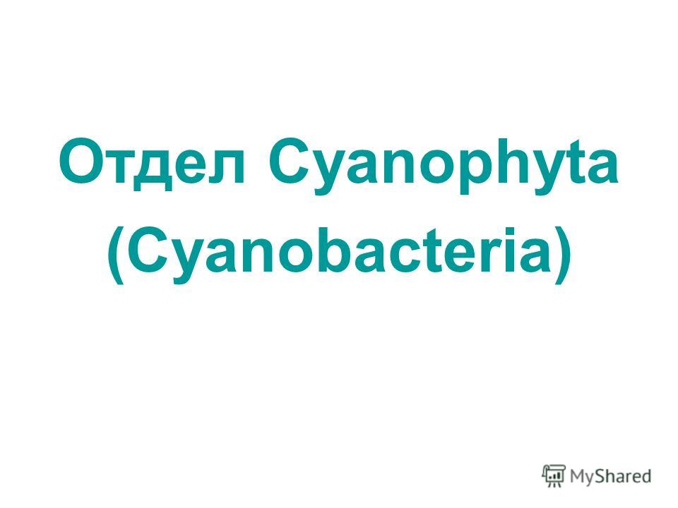 Отдел Cyanophyta (Cyanobacteria)