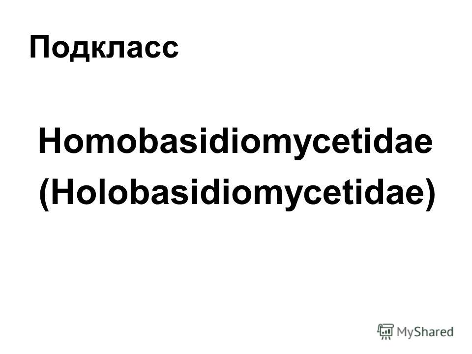 Подкласс Homobasidiomycetidae (Holobasidiomycetidae)
