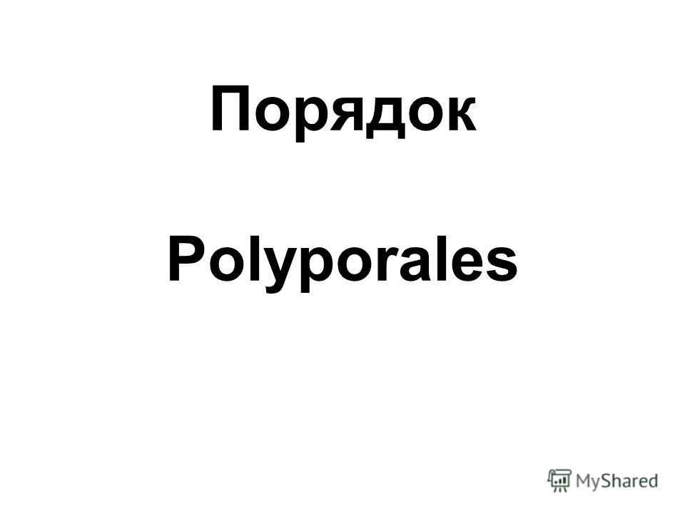 Порядок Polyporales