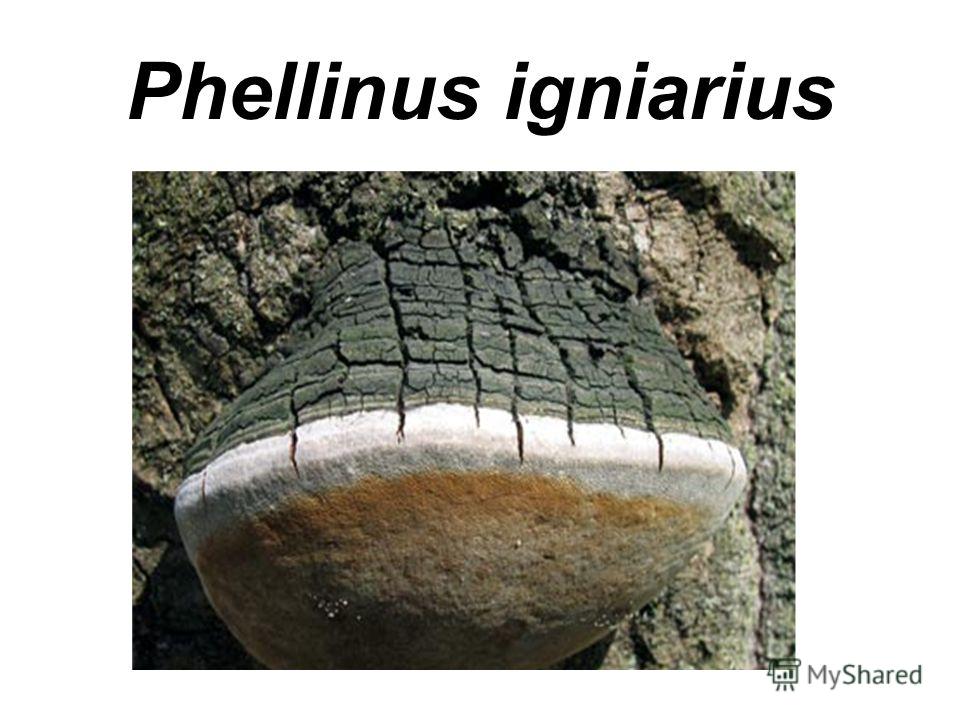 Phellinus igniarius