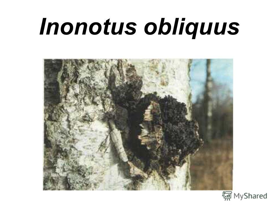 Inonotus obliquus