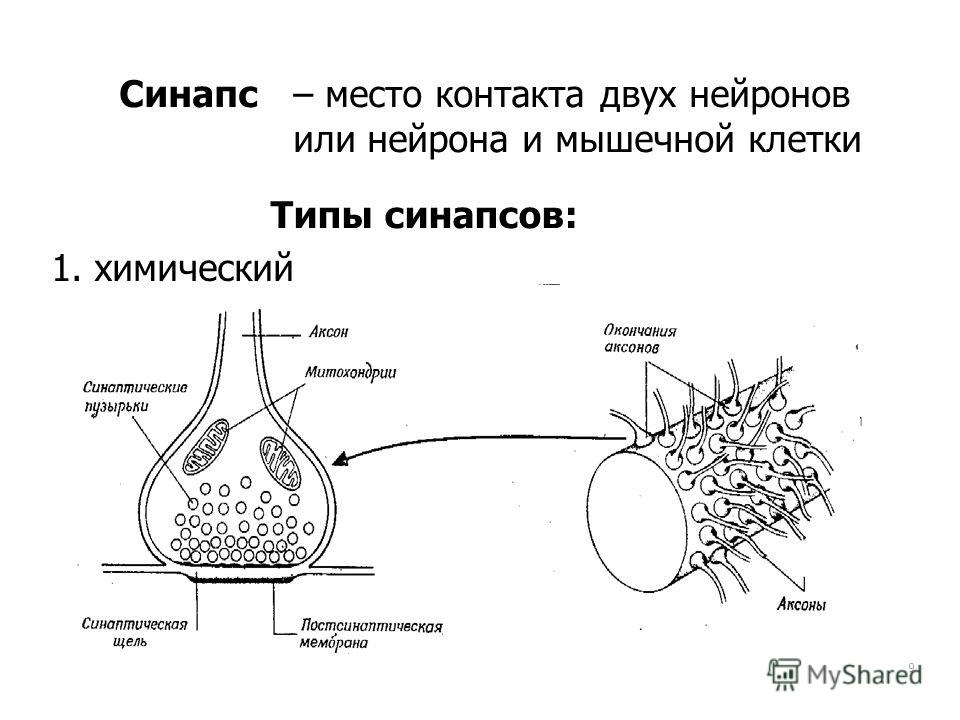 9 Синапс– место контакта двух нейронов или нейрона и мышечной клетки Типы синапсов: 1. химический