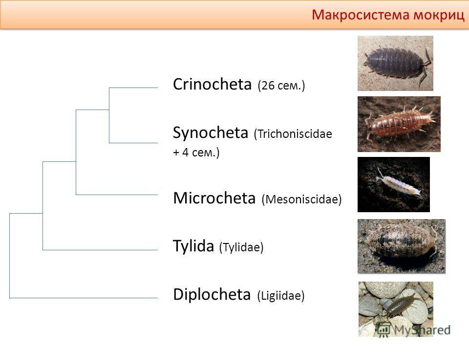 Crinocheta (26 сем.) Synocheta (Trichoniscidae + 4 сем.) Microcheta (Mesoniscidae) Tylida (Tylidae) Diplocheta (Ligiidae) Макросистема мокриц