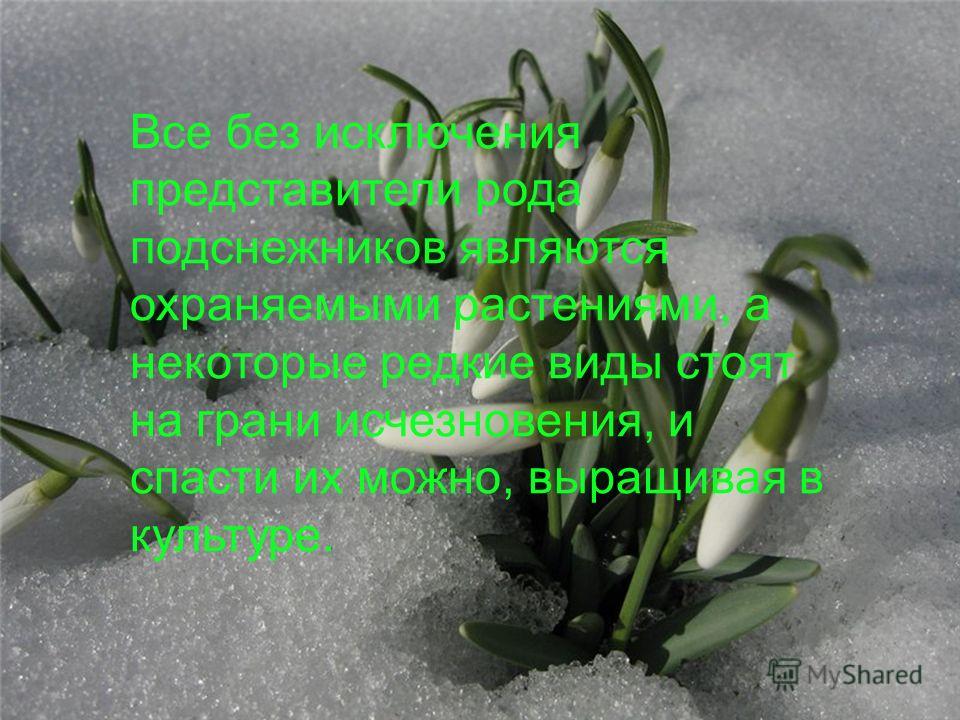 Соловьева Подснежник стихотворение