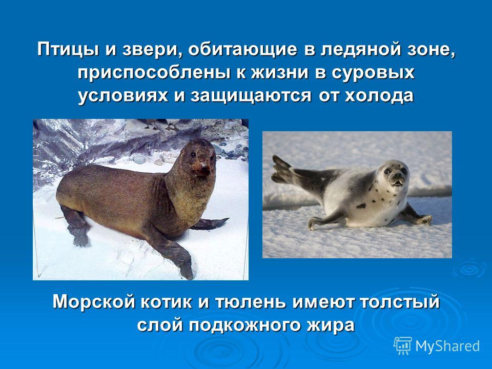 Птицы и звери, обитающие в ледяной зоне, приспособлены к жизни в суровых условиях и защищаются от холода Морской котик и тюлень имеют толстый слой подкожного жира