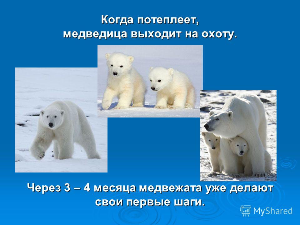 Когда потеплеет, медведица выходит на охоту. Через 3 – 4 месяца медвежата уже делают свои первые шаги.