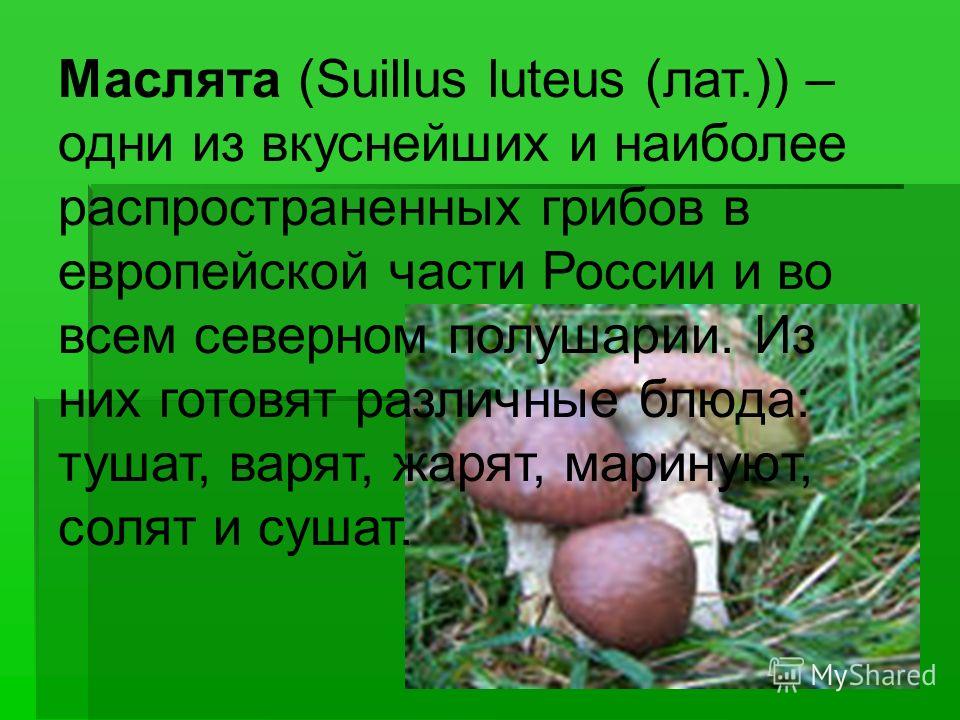 Маслята (Suillus luteus (лат.)) – одни из вкуснейших и наиболее распространенных грибов в европейской части России и во всем северном полушарии. Из них готовят различные блюда: тушат, варят, жарят, маринуют, солят и сушат.