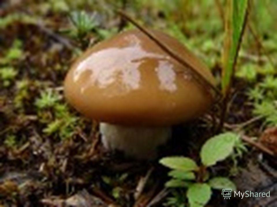 Своё название этот вид грибов получил за маслянистую шляпку. Другие названия – маслюк или масленик. (В английском языке масленок именуется Скользким Джеком – Slippery Jack.)