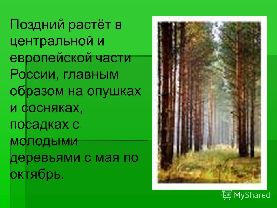 Поздний растёт в центральной и европейской части России, главным образом на опушках и сосняках, посадках с молодыми деревьями с мая по октябрь.