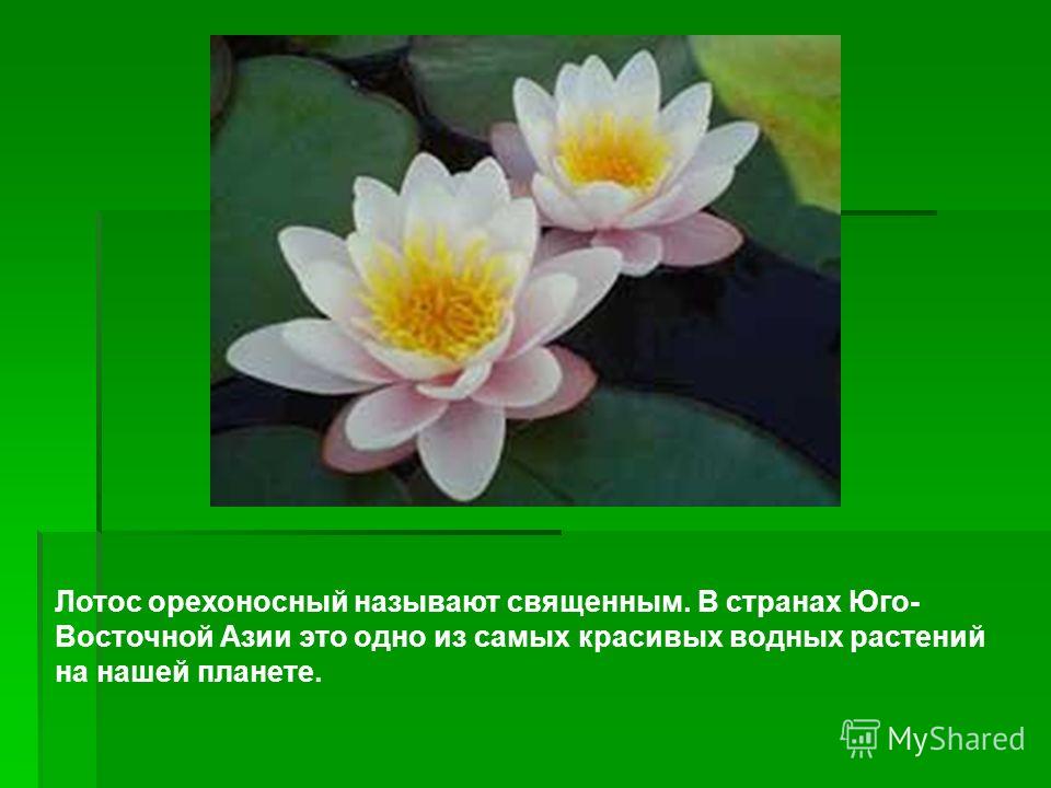 Цветок из красной книги Цветок из красной книги