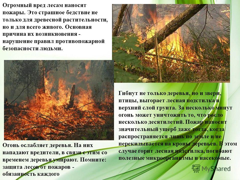 Огромный вред лесам наносят пожары. Это страшное бедствие не только для древесной растительности, но и для всего живого. Основная причина их возникновения - нарушение правил противопожарной безопасности людьми. Гибнут не только деревья, но и звери, п