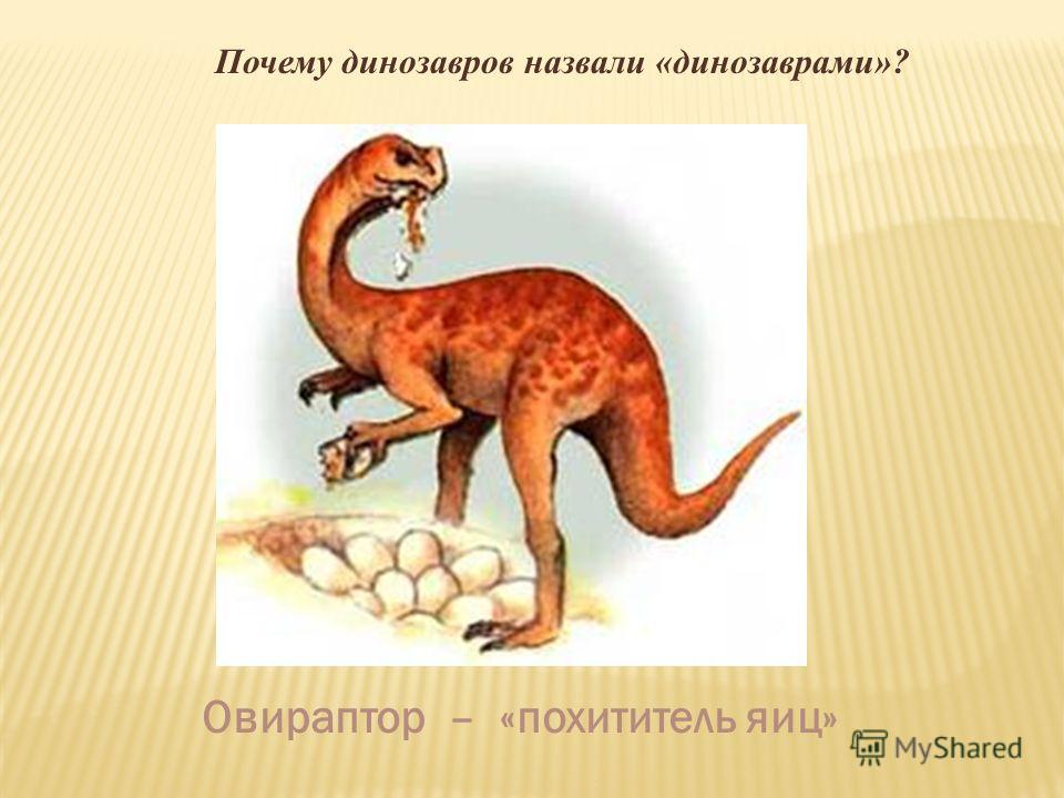 Почему динозавров назвали «динозаврами»? Овираптор – «похититель яиц»