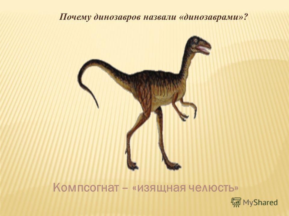 Почему динозавров назвали «динозаврами»? Компсогнат – «изящная челюсть»