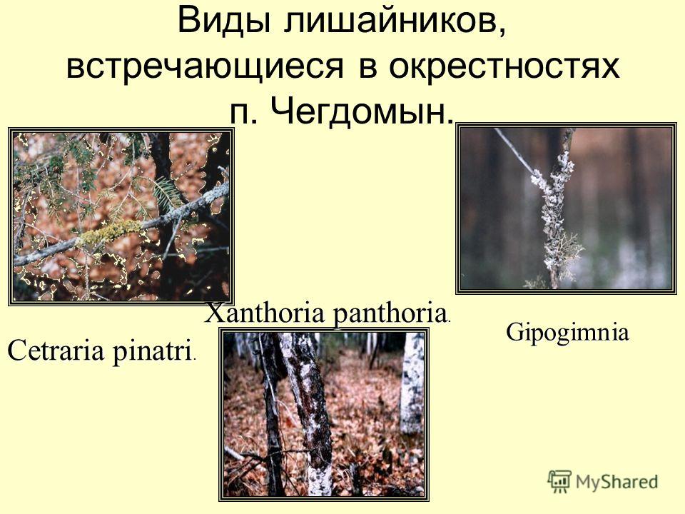 Виды лишайников, встречающиеся в окрестностях п. Чегдомын. Cetraria pinatri. Xanthoria panthoria. Gipogimnia