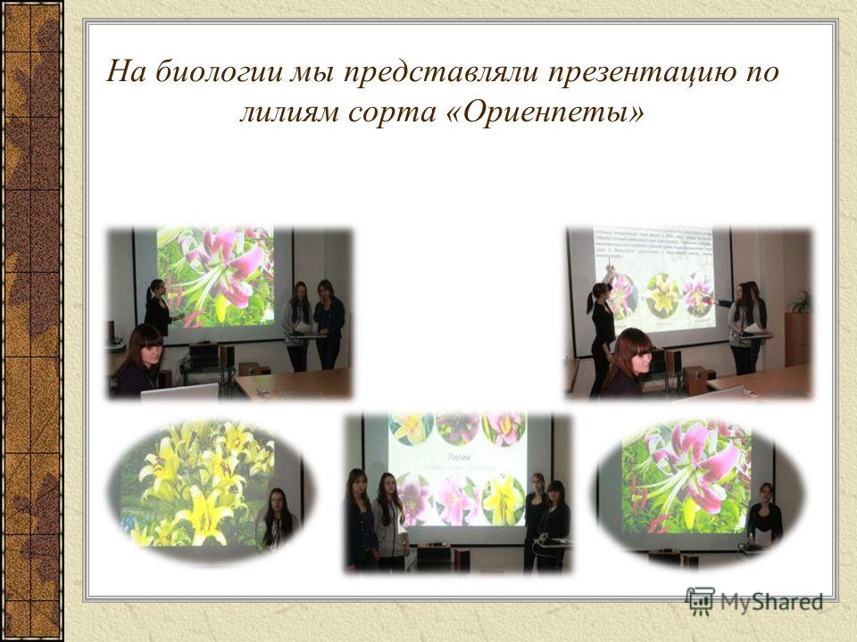 На биологии мы представляли презентацию по лилиям сорта «Ориенпеты»