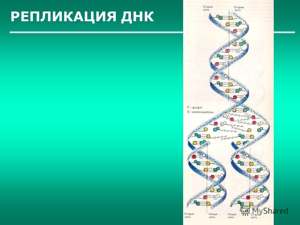 РЕПЛИКАЦИЯ ДНК