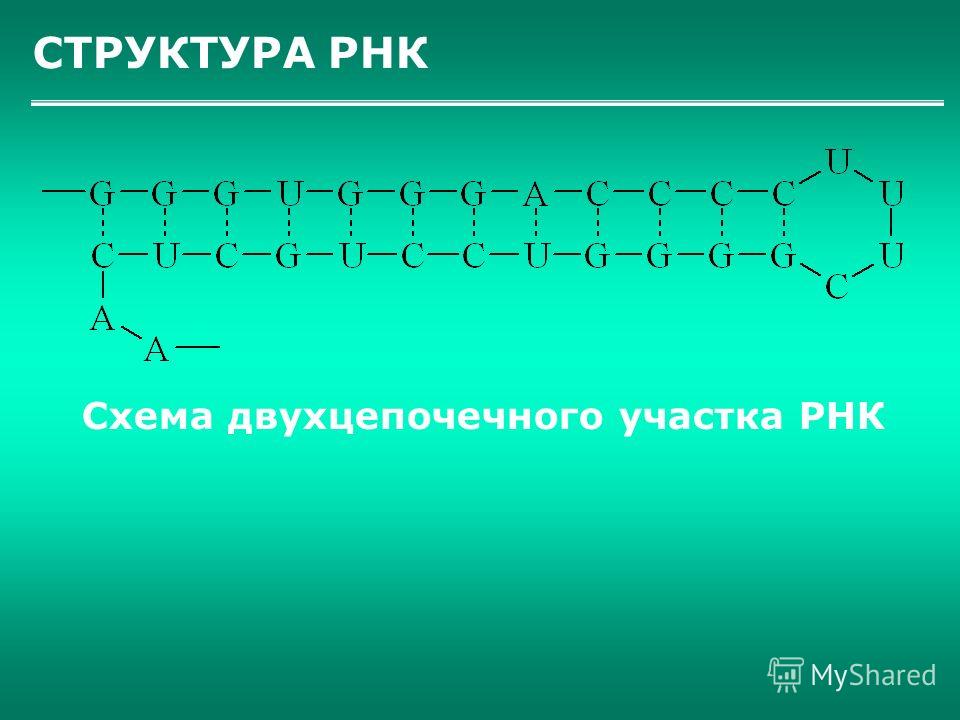 СТРУКТУРА РНК Схема двухцепочечного участка РНК